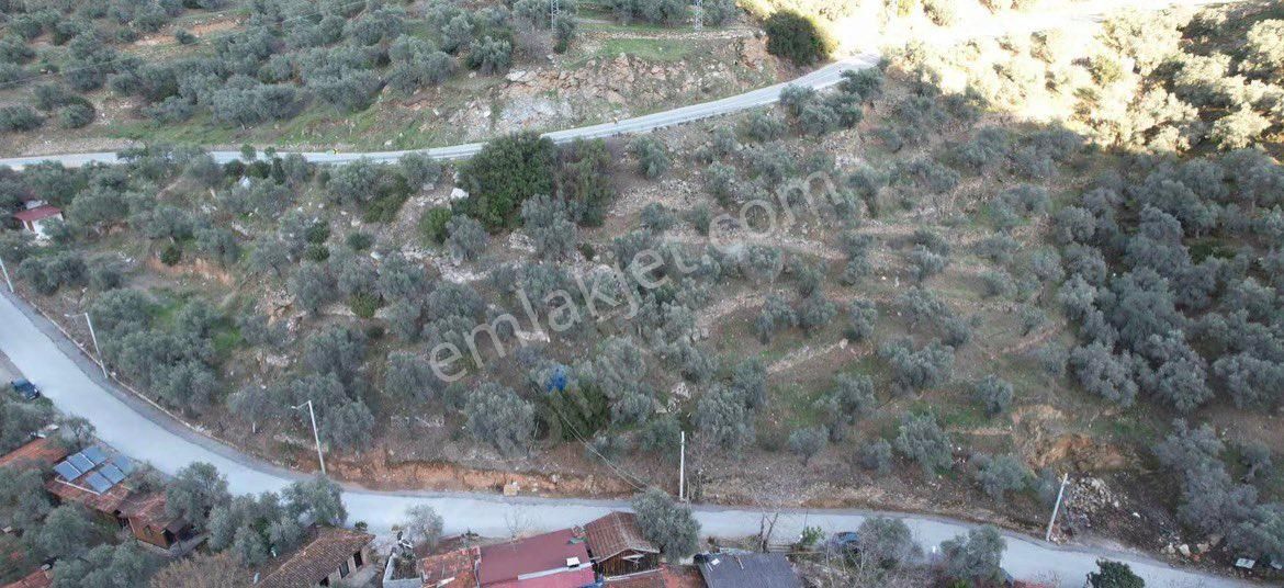 Şirince Yolunda 2640 M2 Zeytinlik - Görsel 15