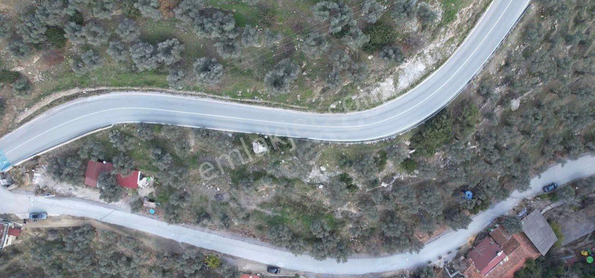 Şirince Yolunda 2640 M2 Zeytinlik - Görsel 17