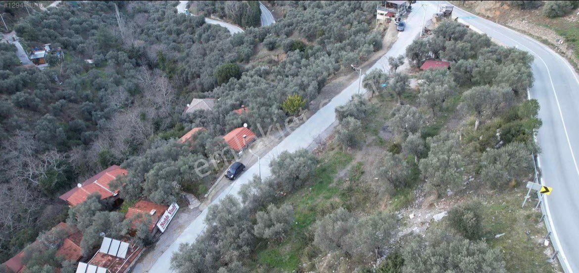 Şirince Yolunda 2640 M2 Zeytinlik - Görsel 11