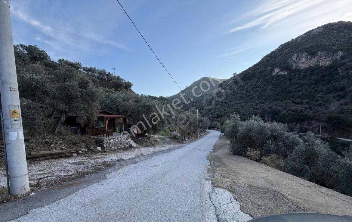 Şirince Yolunda 2640 M2 Zeytinlik - Görsel 21