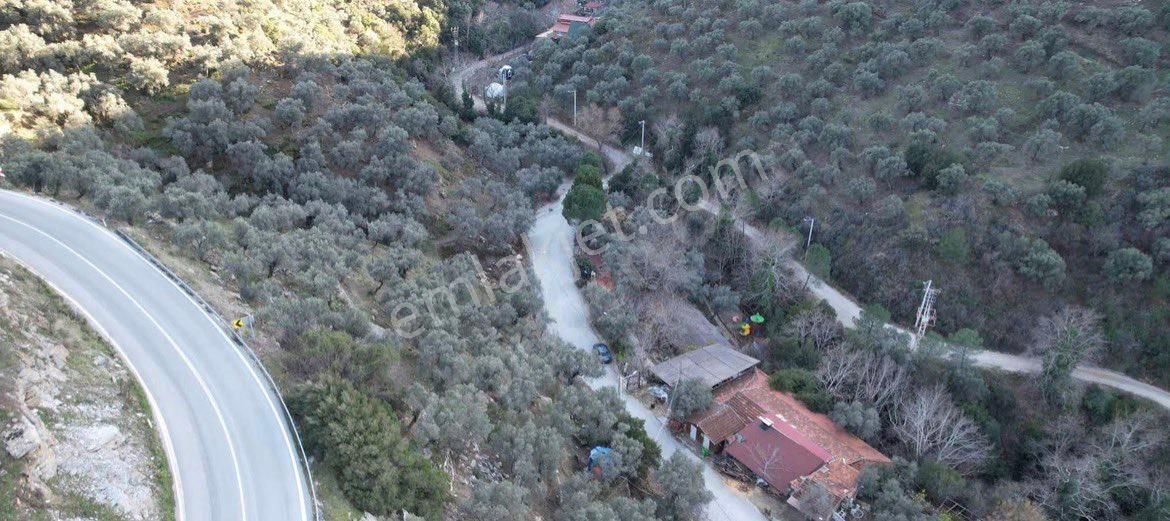 Şirince Yolunda 2640 M2 Zeytinlik - Görsel 2