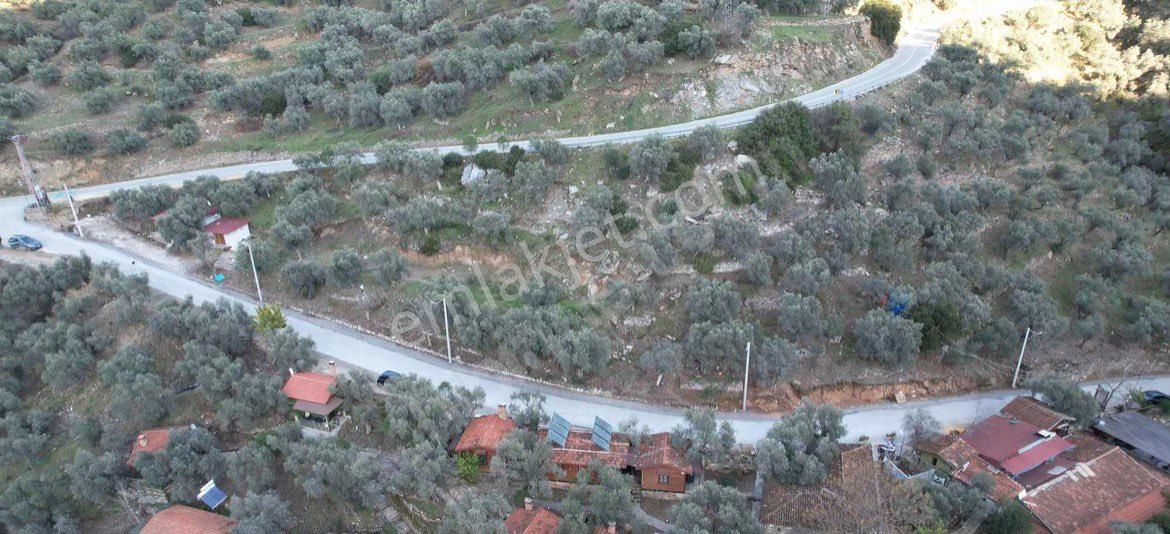 Şirince Yolunda 2640 M2 Zeytinlik - Görsel 6