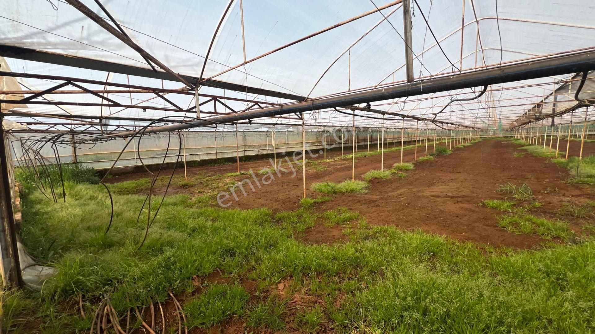 Antalya Kaş Sarılar Mah. Kocaalan Mevkinde 12.000 M2 Sera - Görsel 11