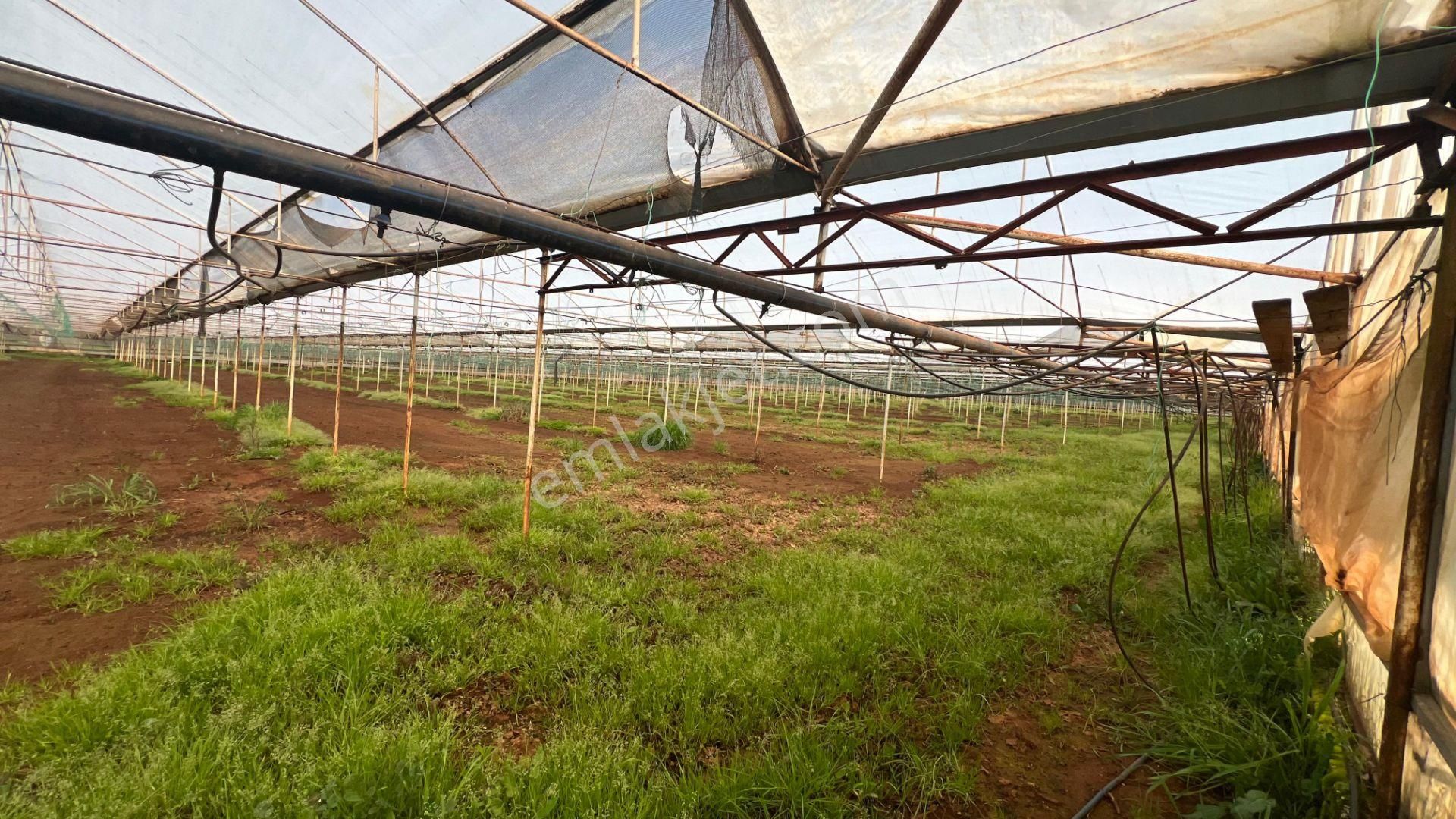 Antalya Kaş Sarılar Mah. Kocaalan Mevkinde 12.000 M2 Sera - Görsel 12