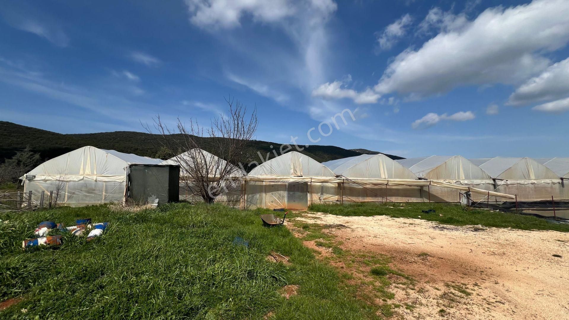 Antalya Kaş Sarılar Mah. Kocaalan Mevkinde 12.000 M2 Sera - Görsel 7