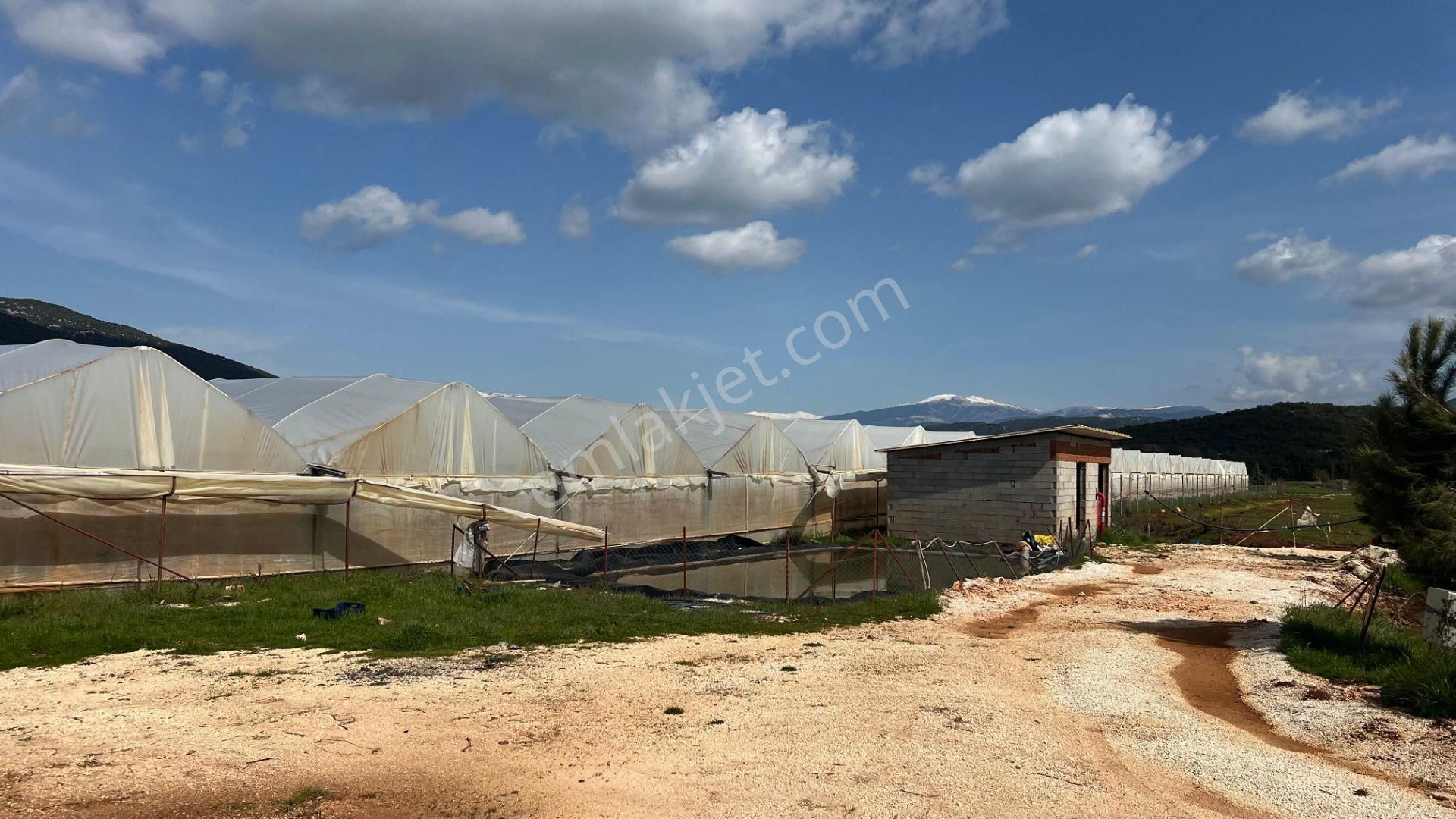 Antalya Kaş Sarılar Mah. Kocaalan Mevkinde 12.000 M2 Sera - Görsel 10