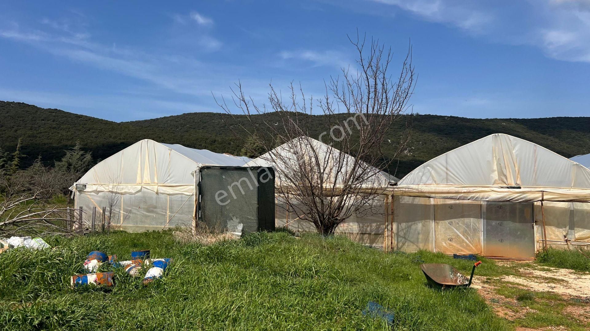 Antalya Kaş Sarılar Mah. Kocaalan Mevkinde 12.000 M2 Sera - Görsel 9