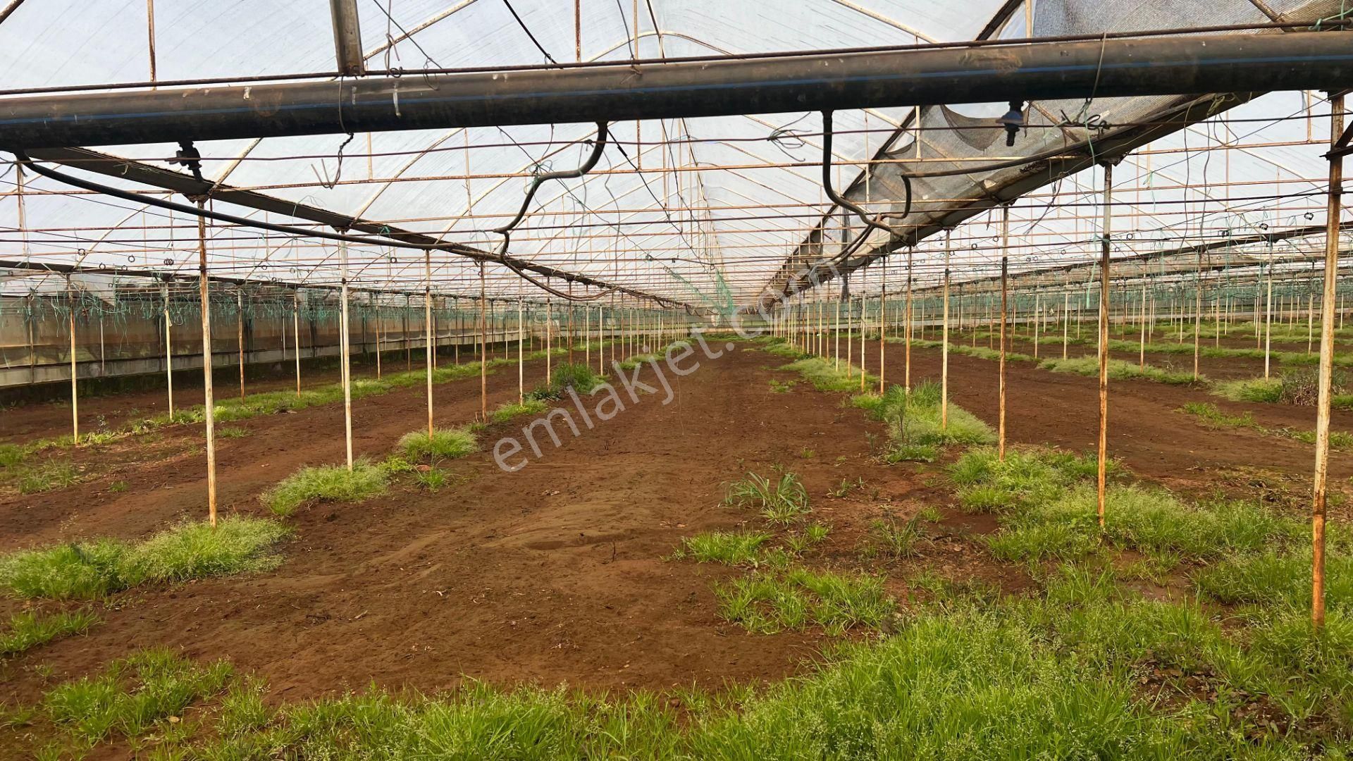 Antalya Kaş Sarılar Mah. Kocaalan Mevkinde 12.000 M2 Sera - Görsel 14