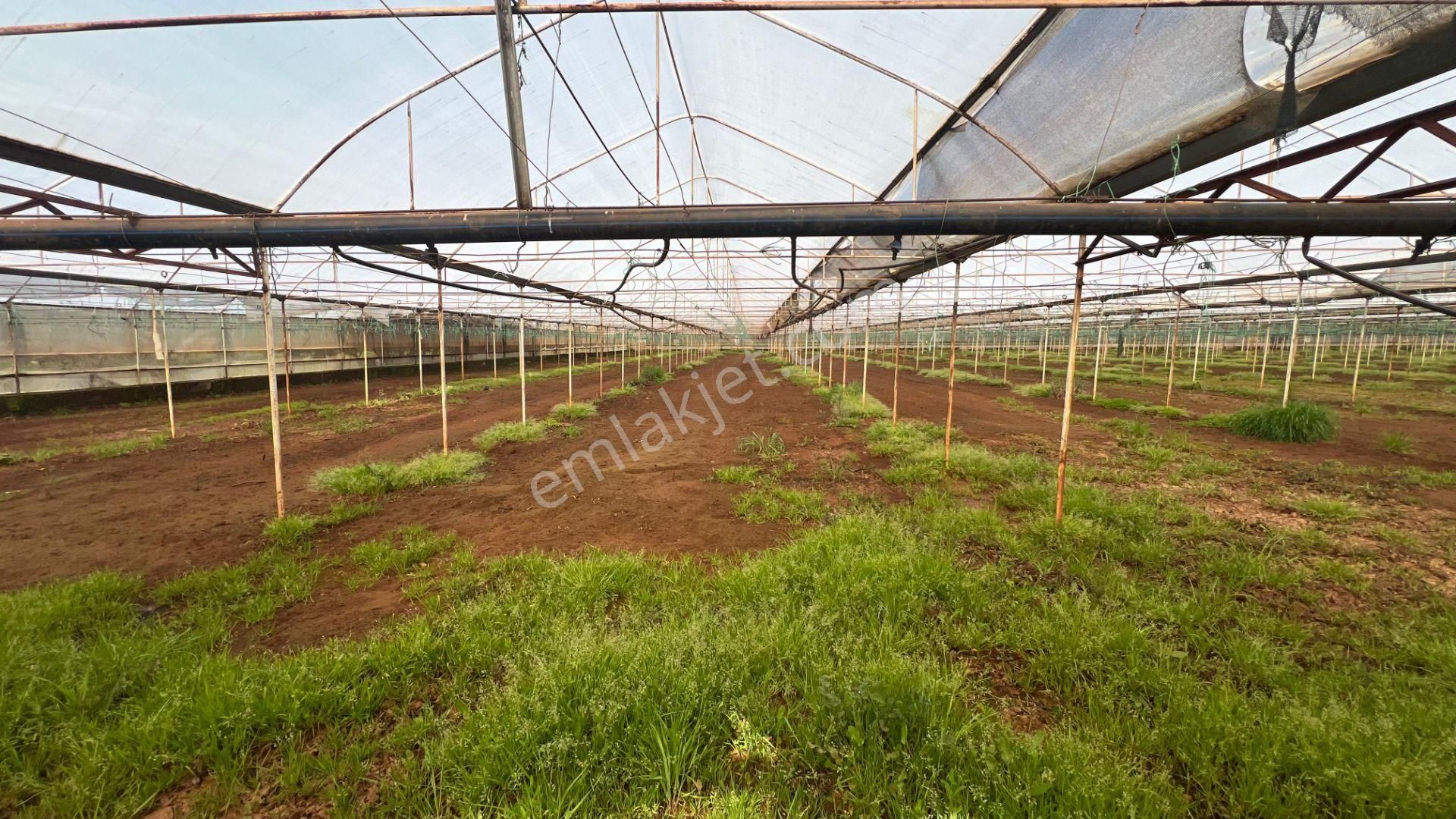 Antalya Kaş Sarılar Mah. Kocaalan Mevkinde 12.000 M2 Sera - Görsel 13