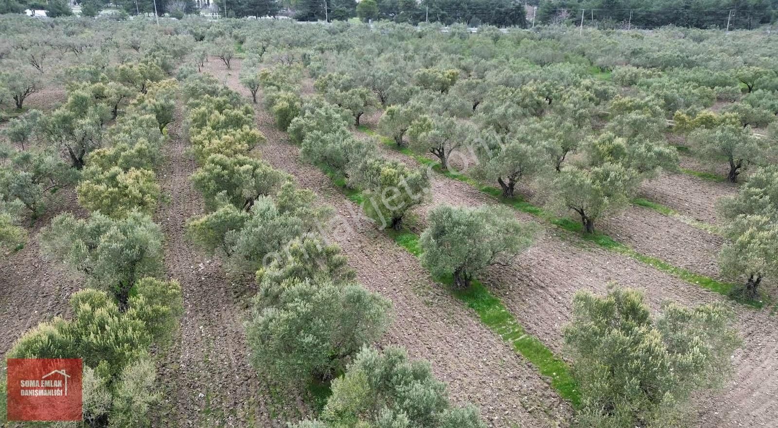 Soma Emlak* Öveçli Altı Şahane Zeytinlik - Görsel 3