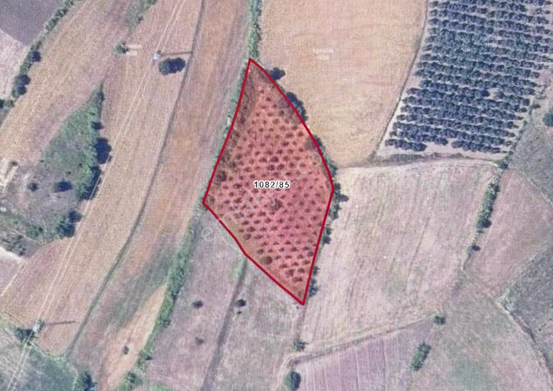 Satılık Zeytin Ağaçlı Tarla