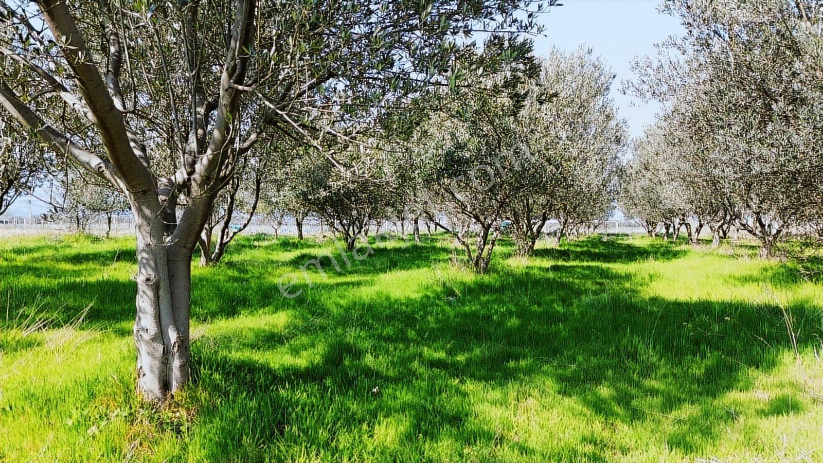 Kemalpaşa Ören 75. Yıl Cumhuriyet Mah. 3467 M² Satılık Tarla - Görsel 19