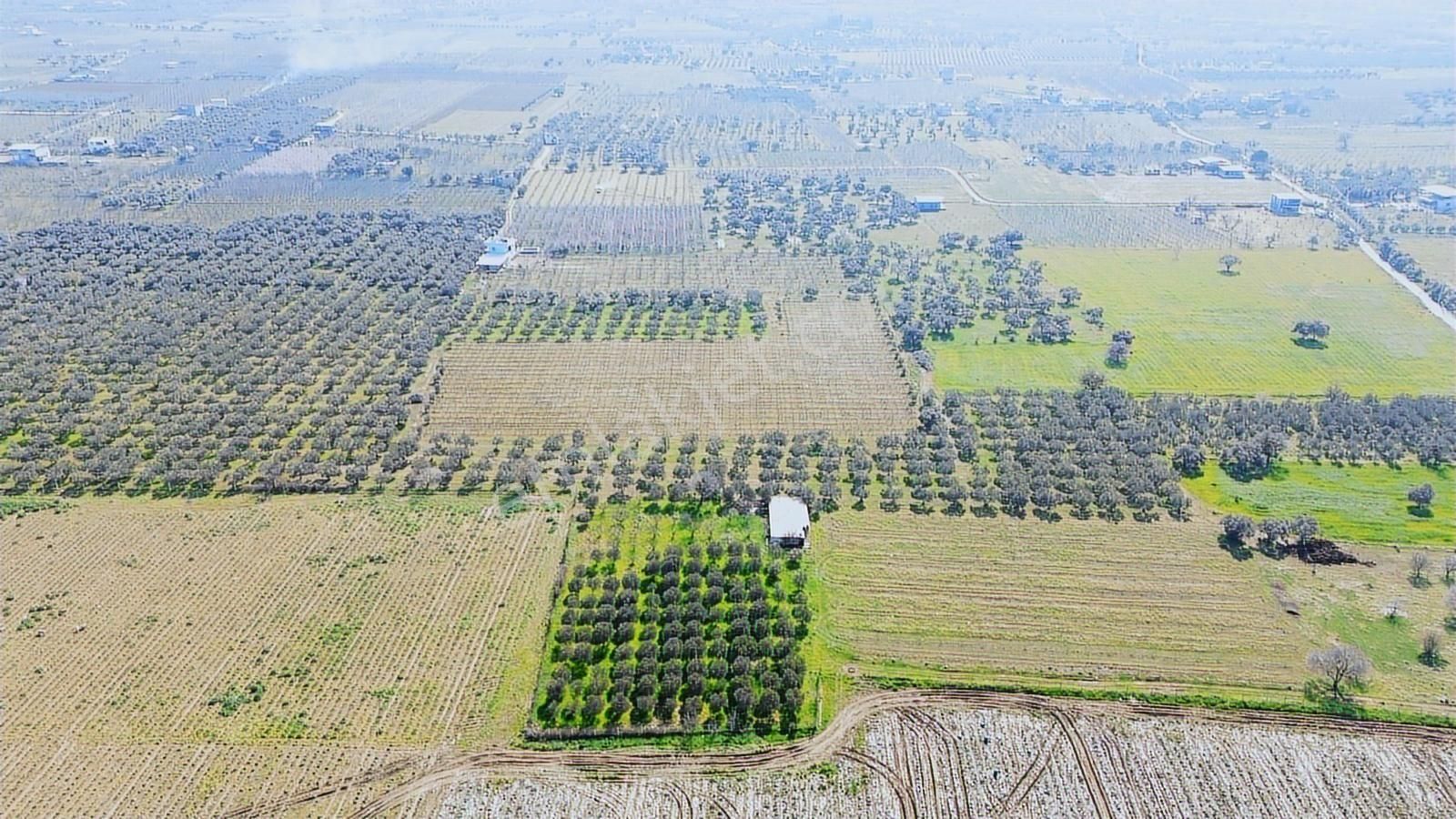 Kemalpaşa Ören 75. Yıl Cumhuriyet Mah. 3467 M² Satılık Tarla - Görsel 5