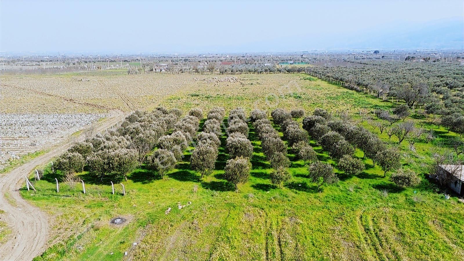 Kemalpaşa Ören 75. Yıl Cumhuriyet Mah. 3467 M² Satılık Tarla - Görsel 22