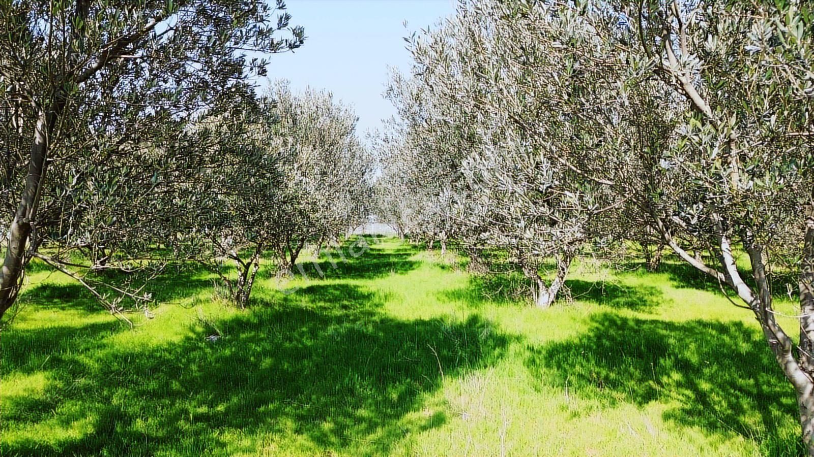 Kemalpaşa Ören 75. Yıl Cumhuriyet Mah. 3467 M² Satılık Tarla - Görsel 13