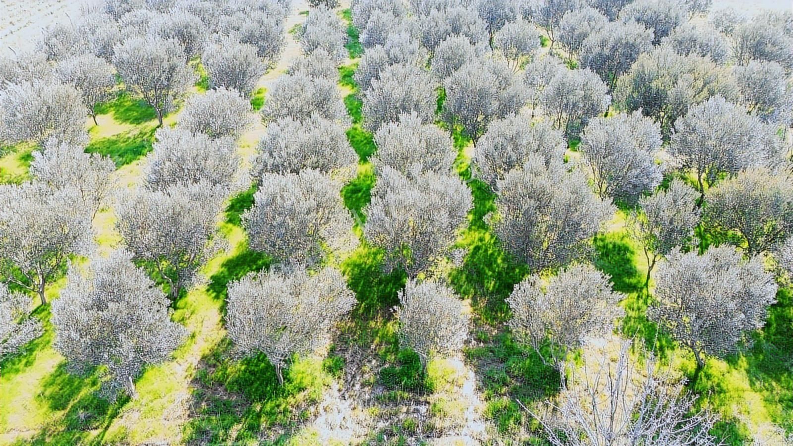 Kemalpaşa Ören 75. Yıl Cumhuriyet Mah. 3467 M² Satılık Tarla - Görsel 14