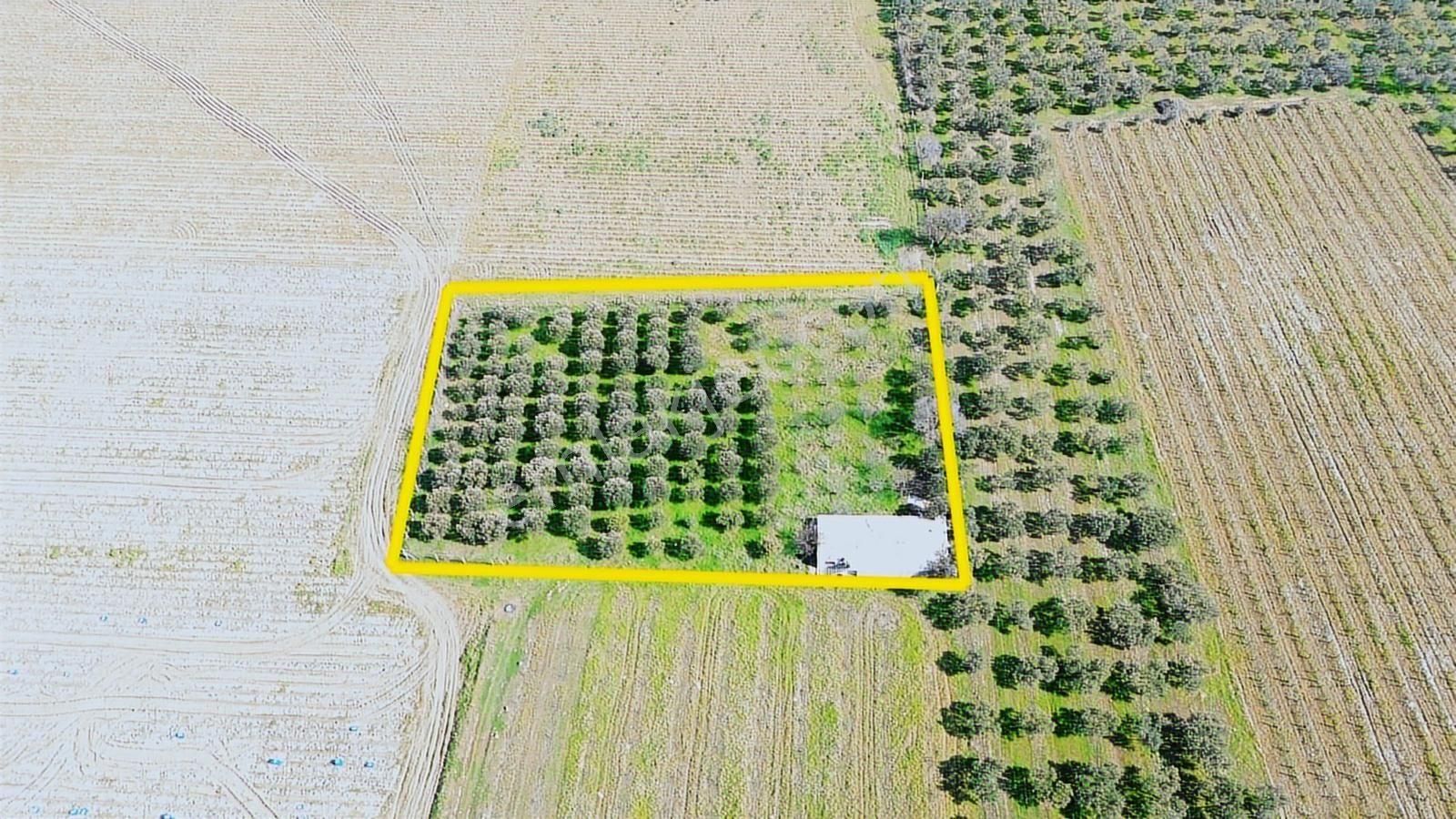 Kemalpaşa Ören 75. Yıl Cumhuriyet Mah. 3467 M² Satılık Tarla