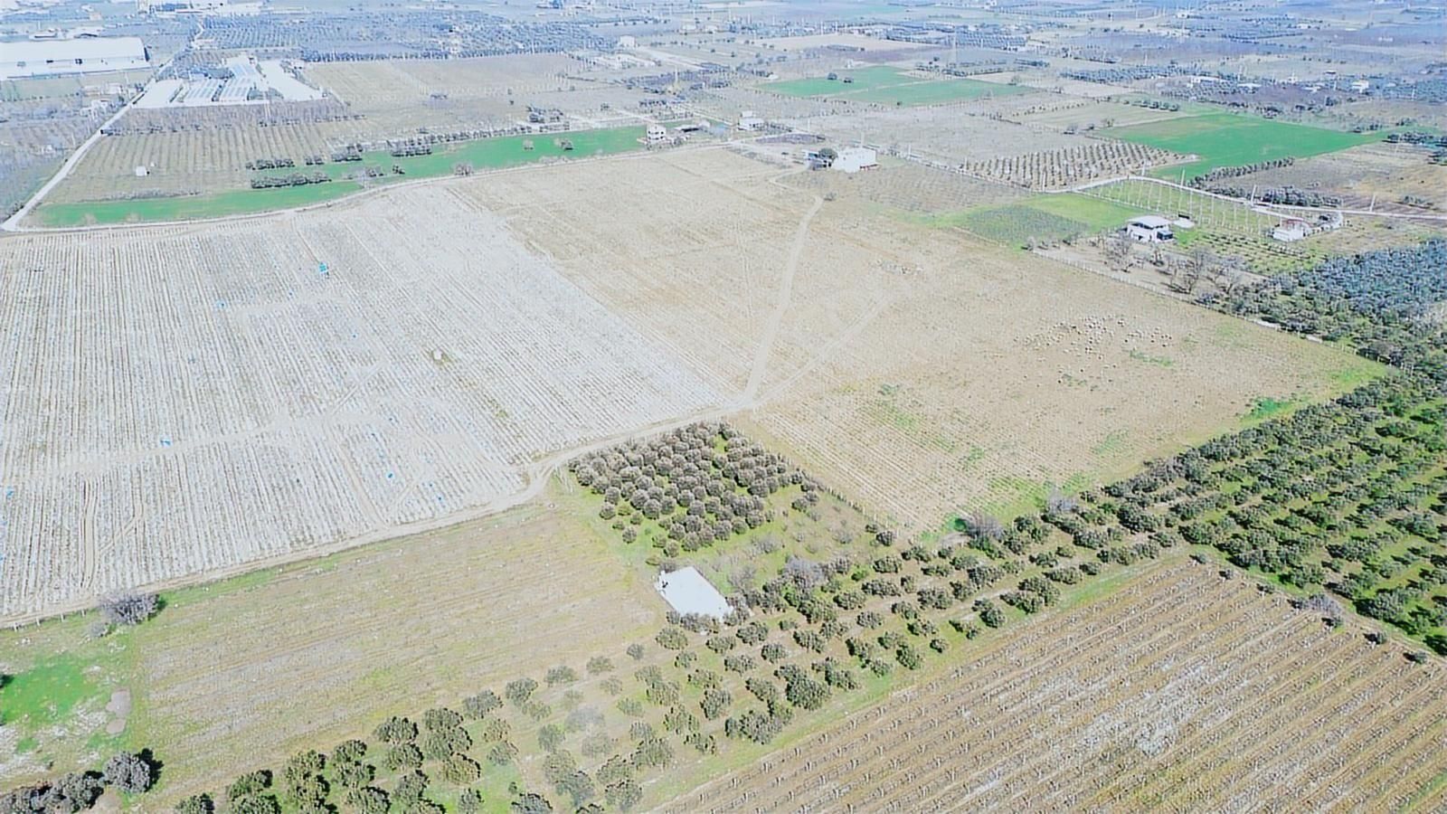 Kemalpaşa Ören 75. Yıl Cumhuriyet Mah. 3467 M² Satılık Tarla - Görsel 6