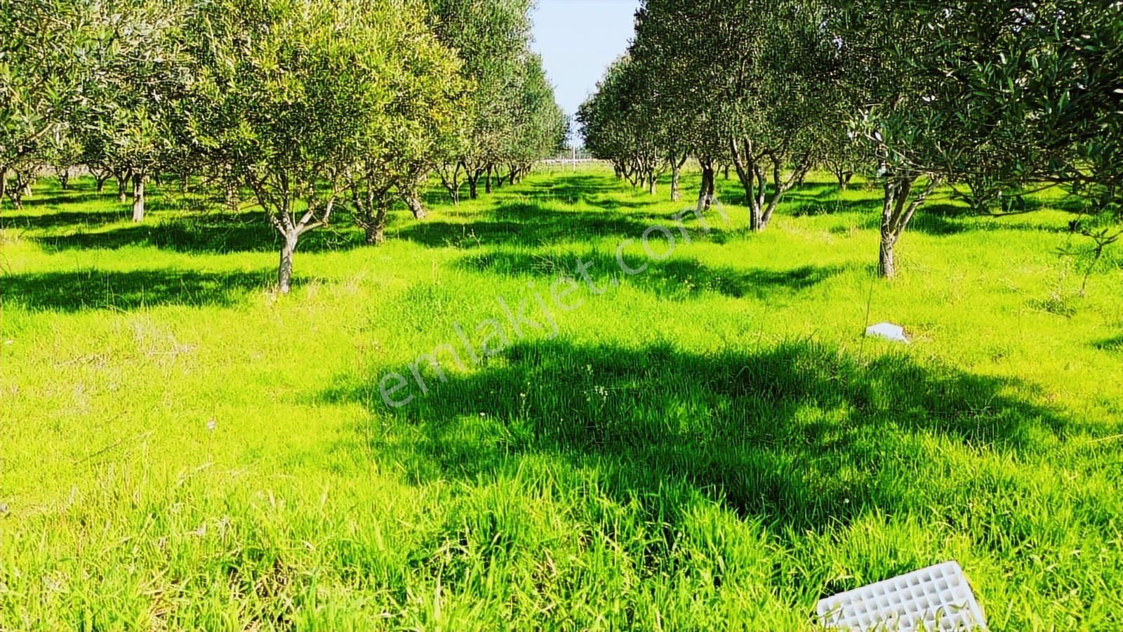 Kemalpaşa Ören 75. Yıl Cumhuriyet Mah. 3467 M² Satılık Tarla - Görsel 15