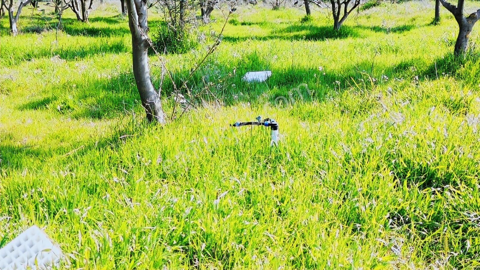 Kemalpaşa Ören 75. Yıl Cumhuriyet Mah. 3467 M² Satılık Tarla - Görsel 20