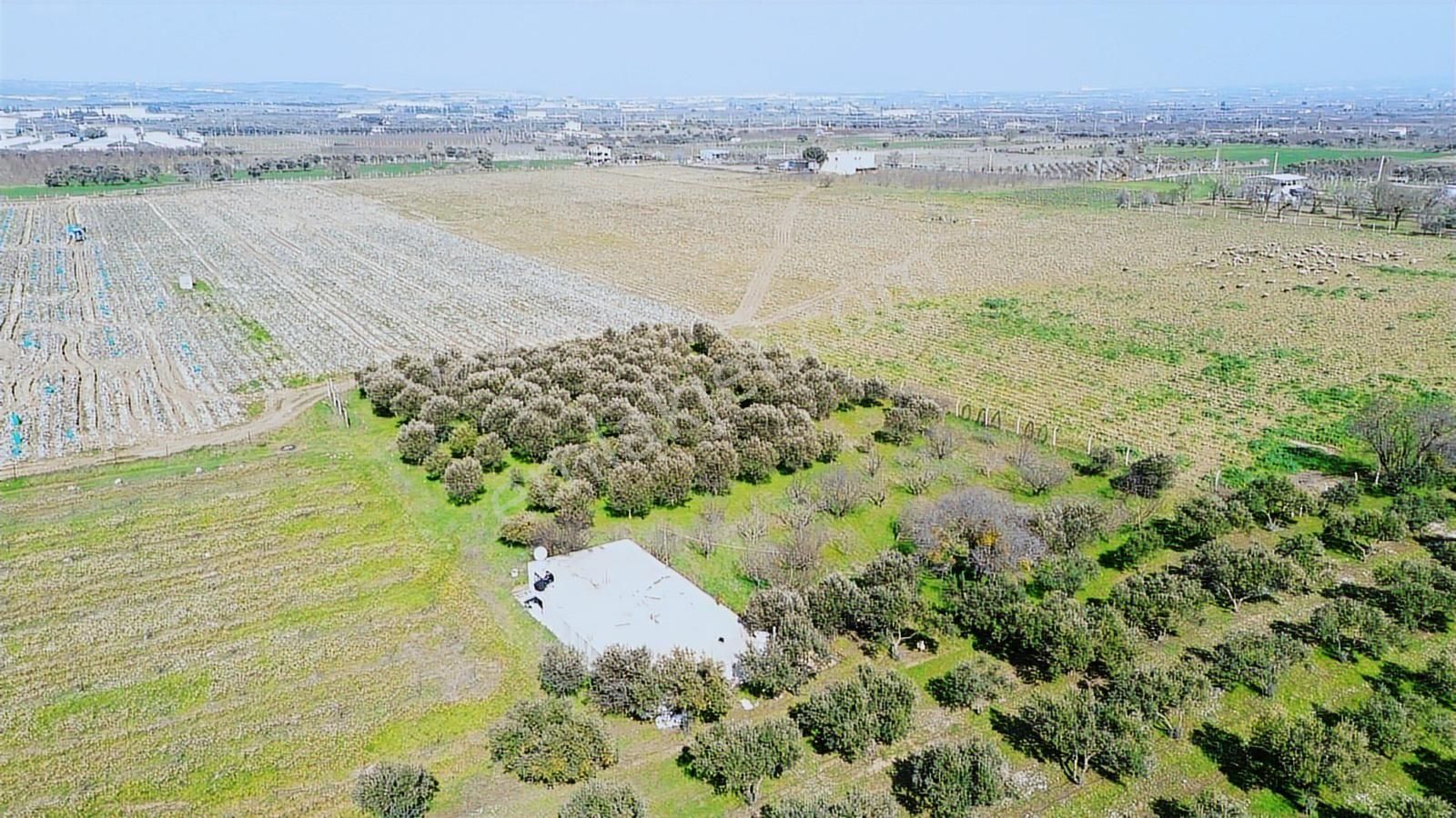 Kemalpaşa Ören 75. Yıl Cumhuriyet Mah. 3467 M² Satılık Tarla - Görsel 9