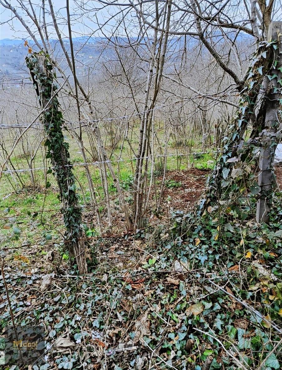 Mabel'den Kılıçlı Mahallesinde Satılık Fındık Bahçesi - Görsel 8