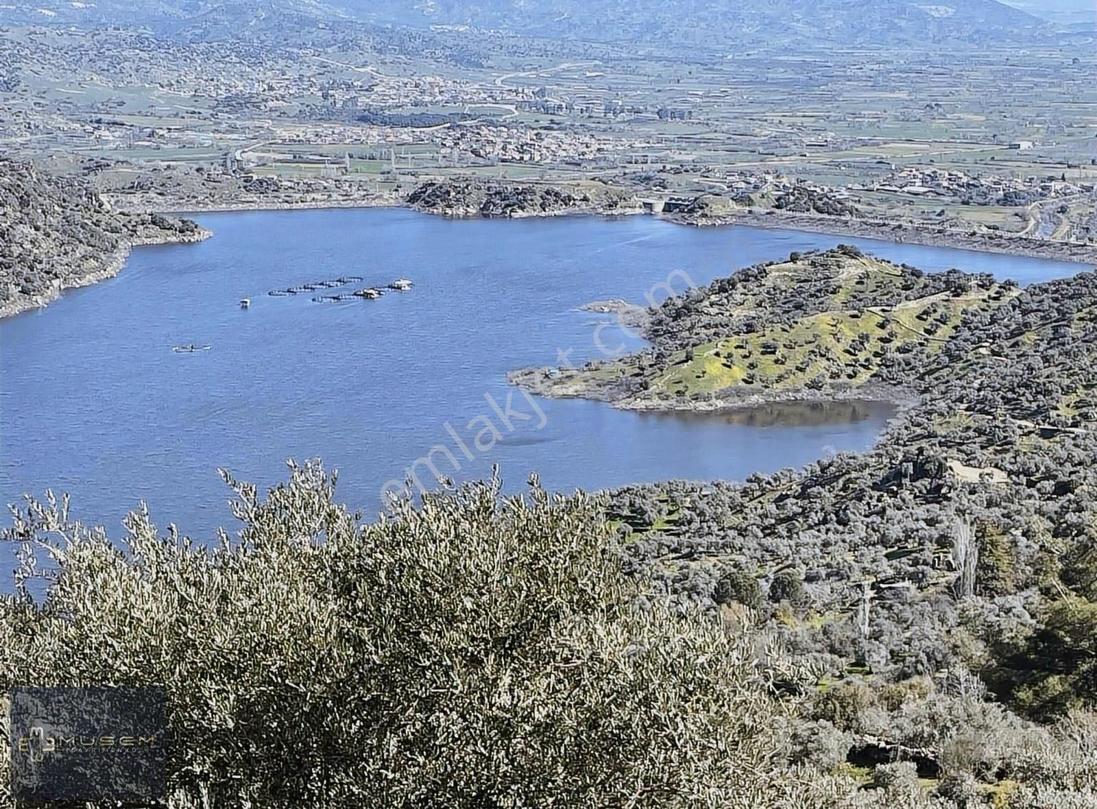Karpuzluda Müsatkil Tapulu Satılık Zeytinlik - Görsel 7