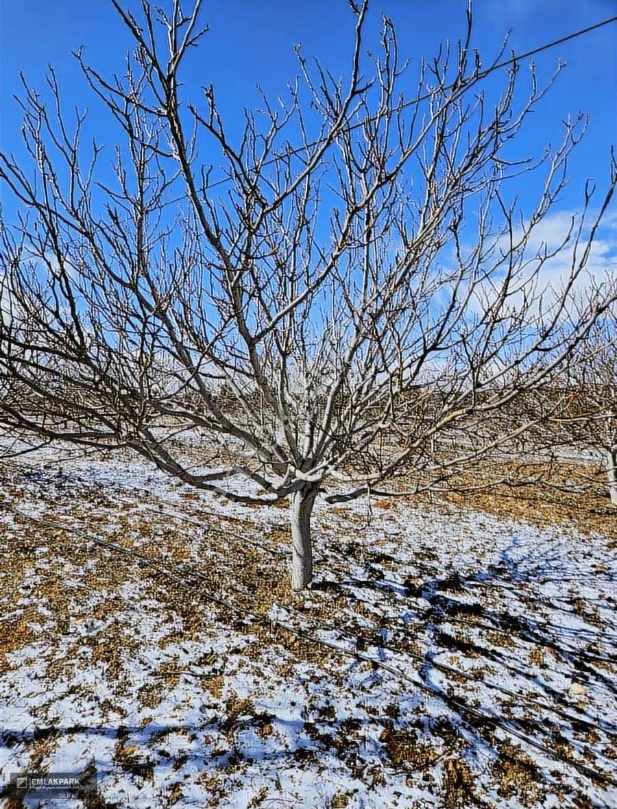 Emlakparkdan Satılık 18.000 M² Yola Cepheli Ceviz Badem Bahçesi - Görsel 7