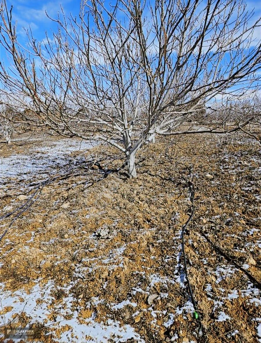Emlakparkdan Satılık 18.000 M² Yola Cepheli Ceviz Badem Bahçesi - Görsel 8