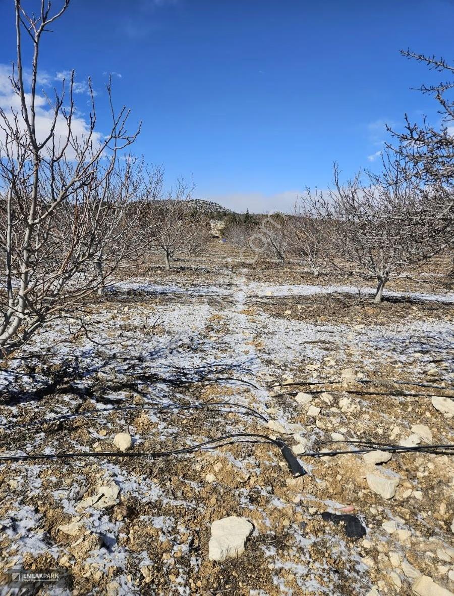 Emlakparkdan Satılık 18.000 M² Yola Cepheli Ceviz Badem Bahçesi - Görsel 2