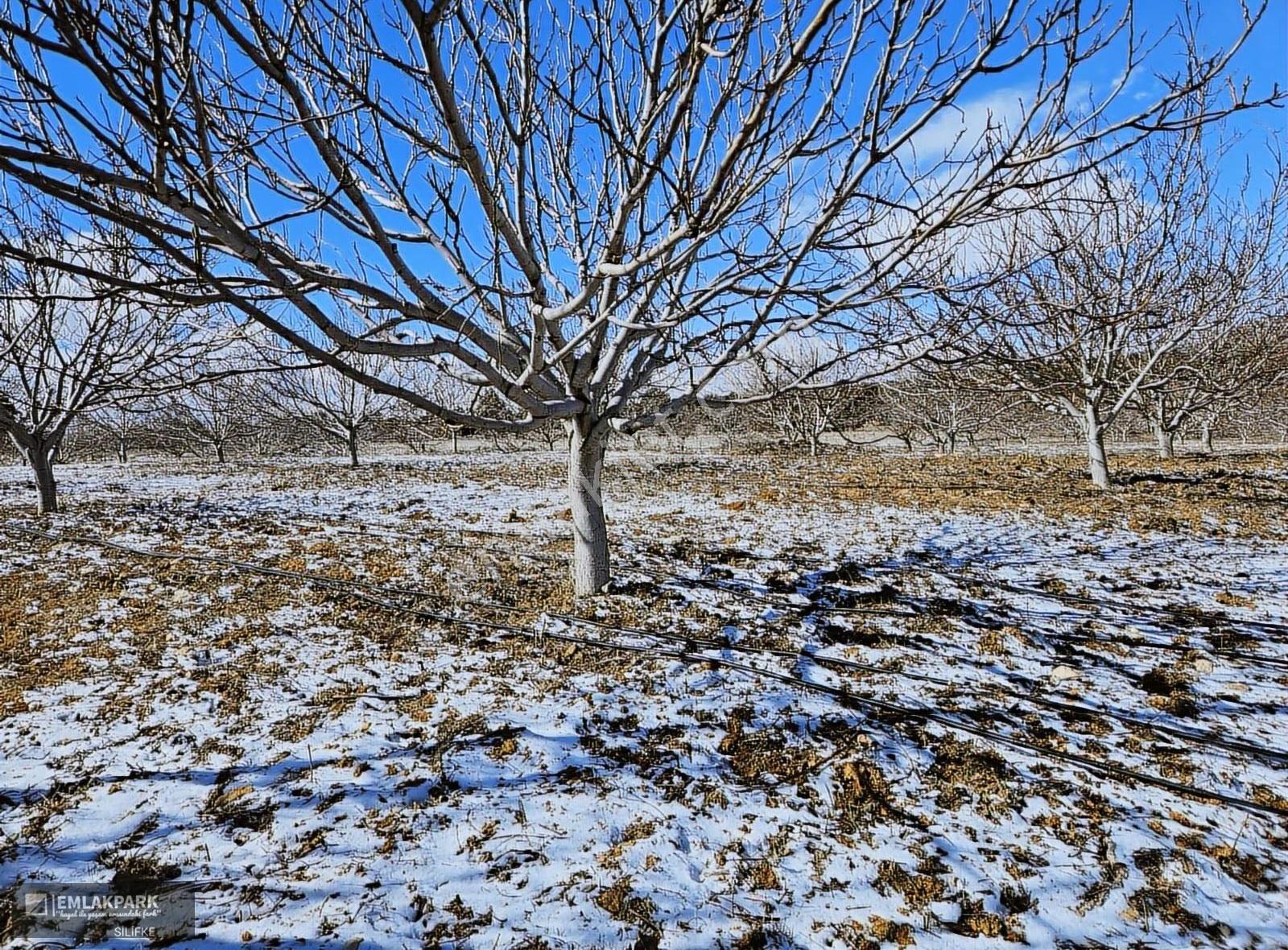 Emlakparkdan Satılık 18.000 M² Yola Cepheli Ceviz Badem Bahçesi - Görsel 15