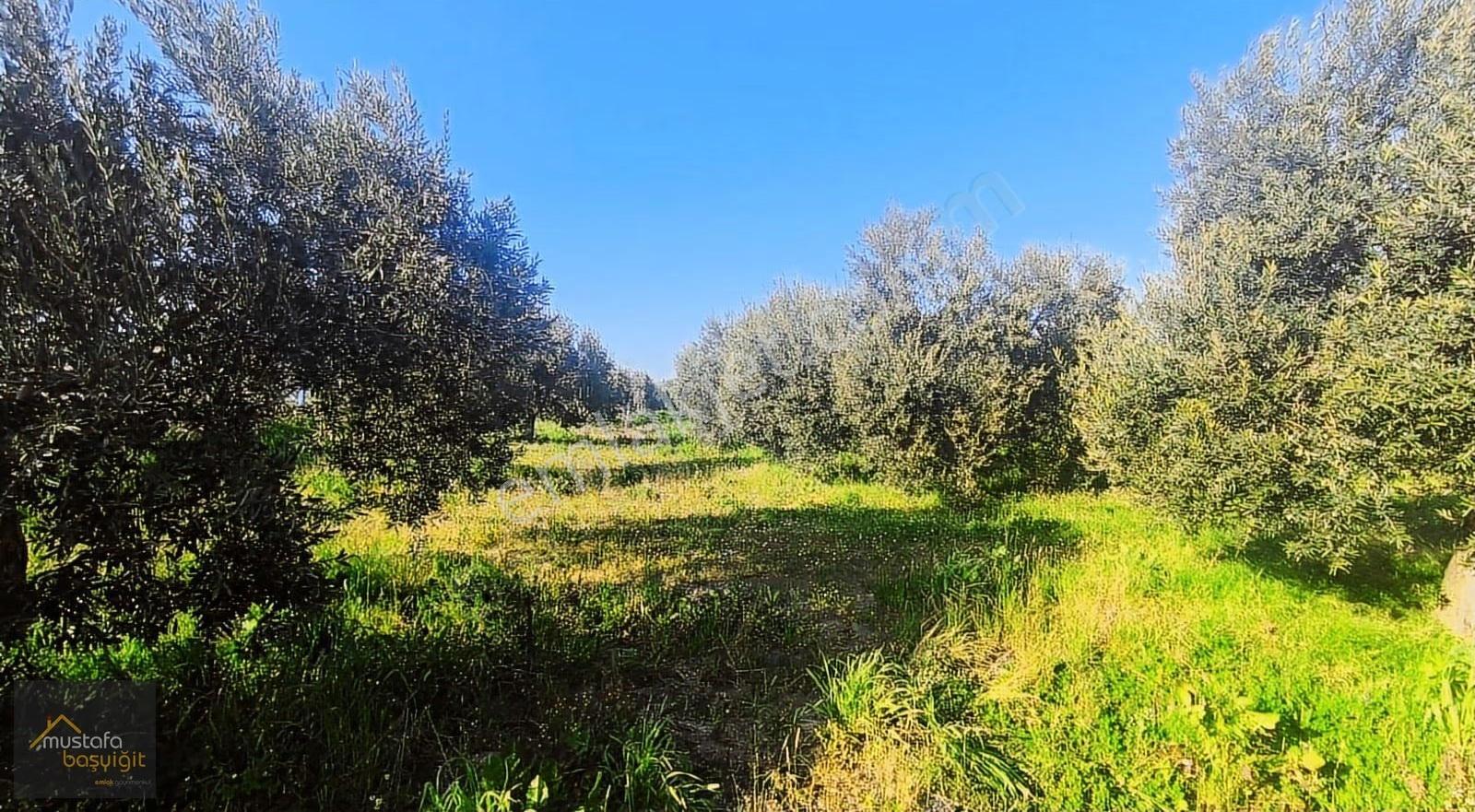 Mustafa Başyiğit Emlak'tan Süleymanlıda 3800m2 Elektrik,su,tarla - Görsel 4