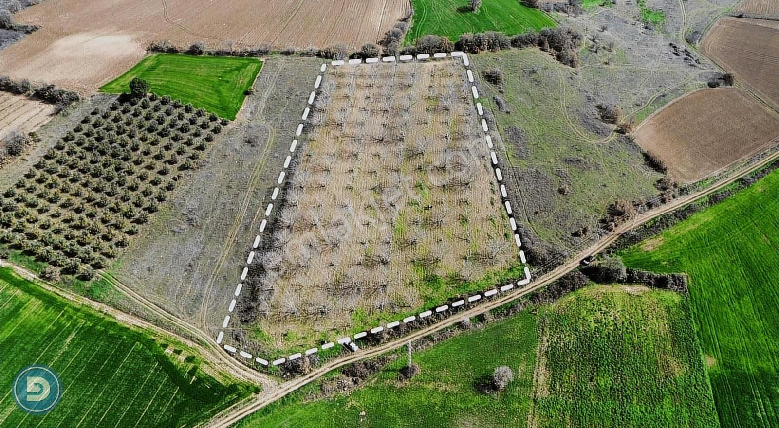 Kavaklıda Satılık 11.400 M² Kadastro Yoluna Cephe Ceviz Tarlası - Görsel 2