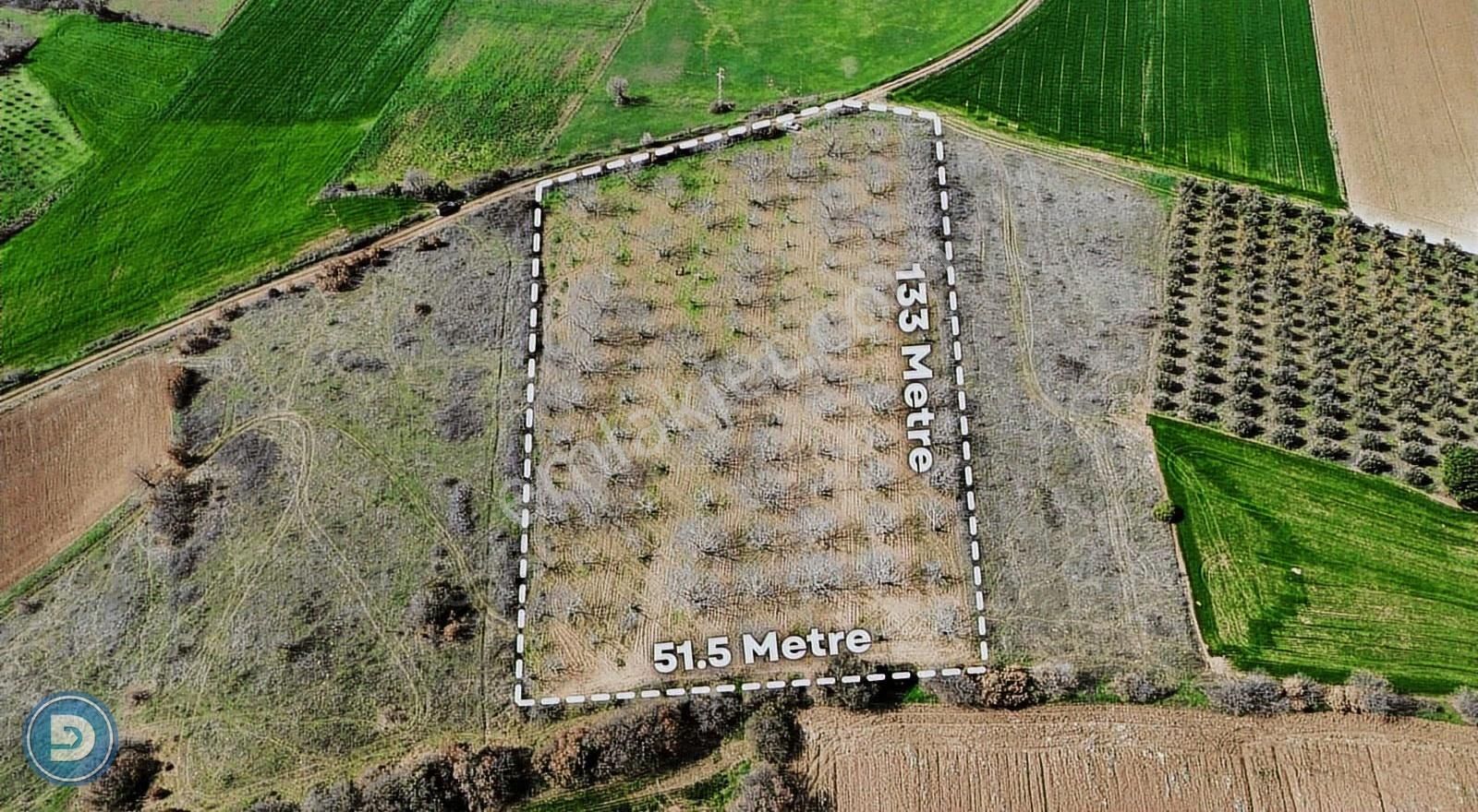 Kavaklıda Satılık 11.400 M² Kadastro Yoluna Cephe Ceviz Tarlası - Görsel 4
