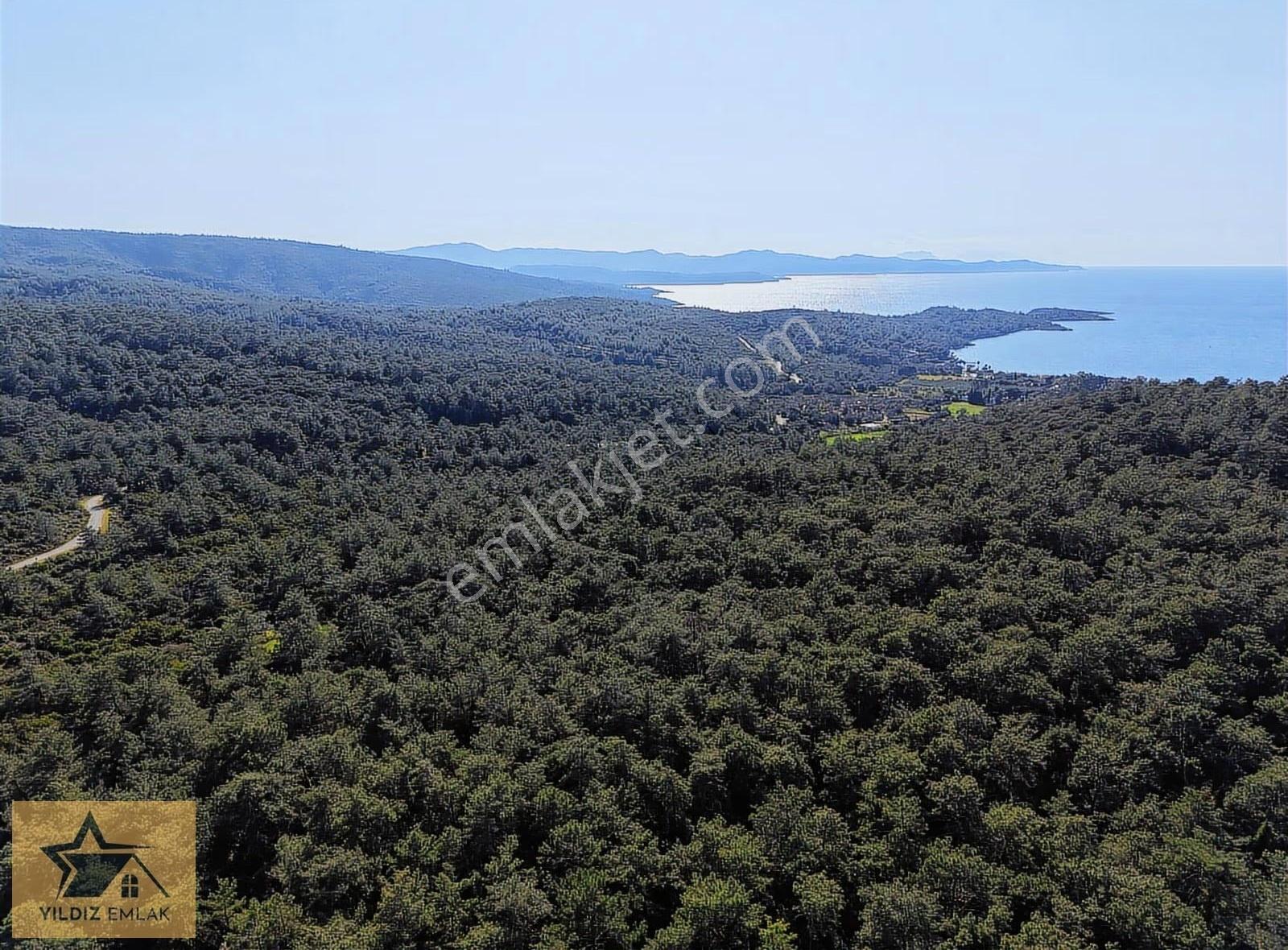 Muğla Marmaris'in Gözdesi Sedir Adasına Çok Yakın Zeytinlik - Görsel 8