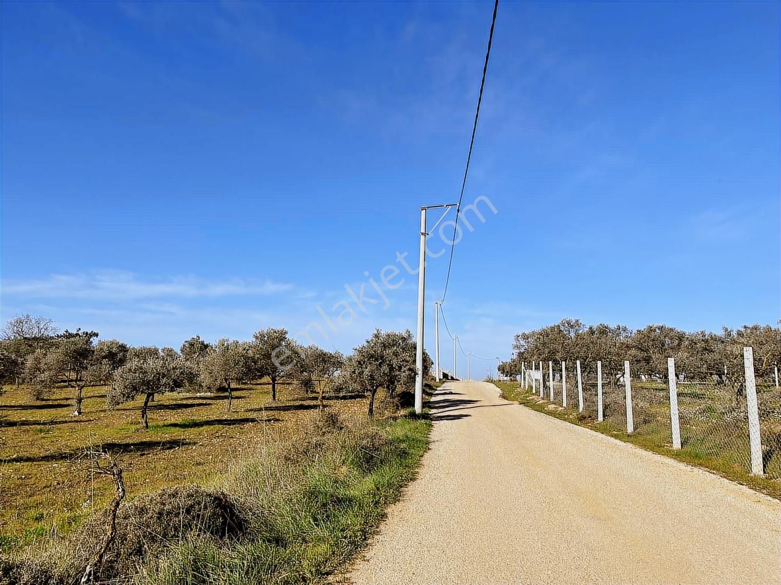Torbalı Ormanköy De Yolu Suyu Elektriği Olan 896 M2 Zeytinlik - Görsel 11