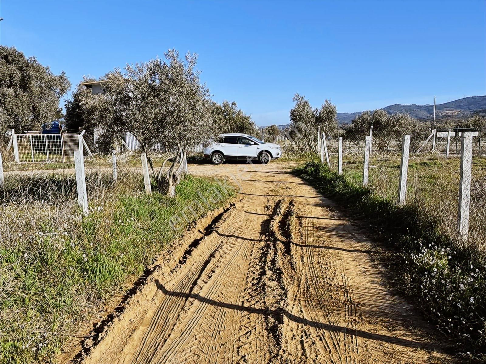 Torbalı Ormanköy De Yolu Suyu Elektriği Olan 896 M2 Zeytinlik - Görsel 5