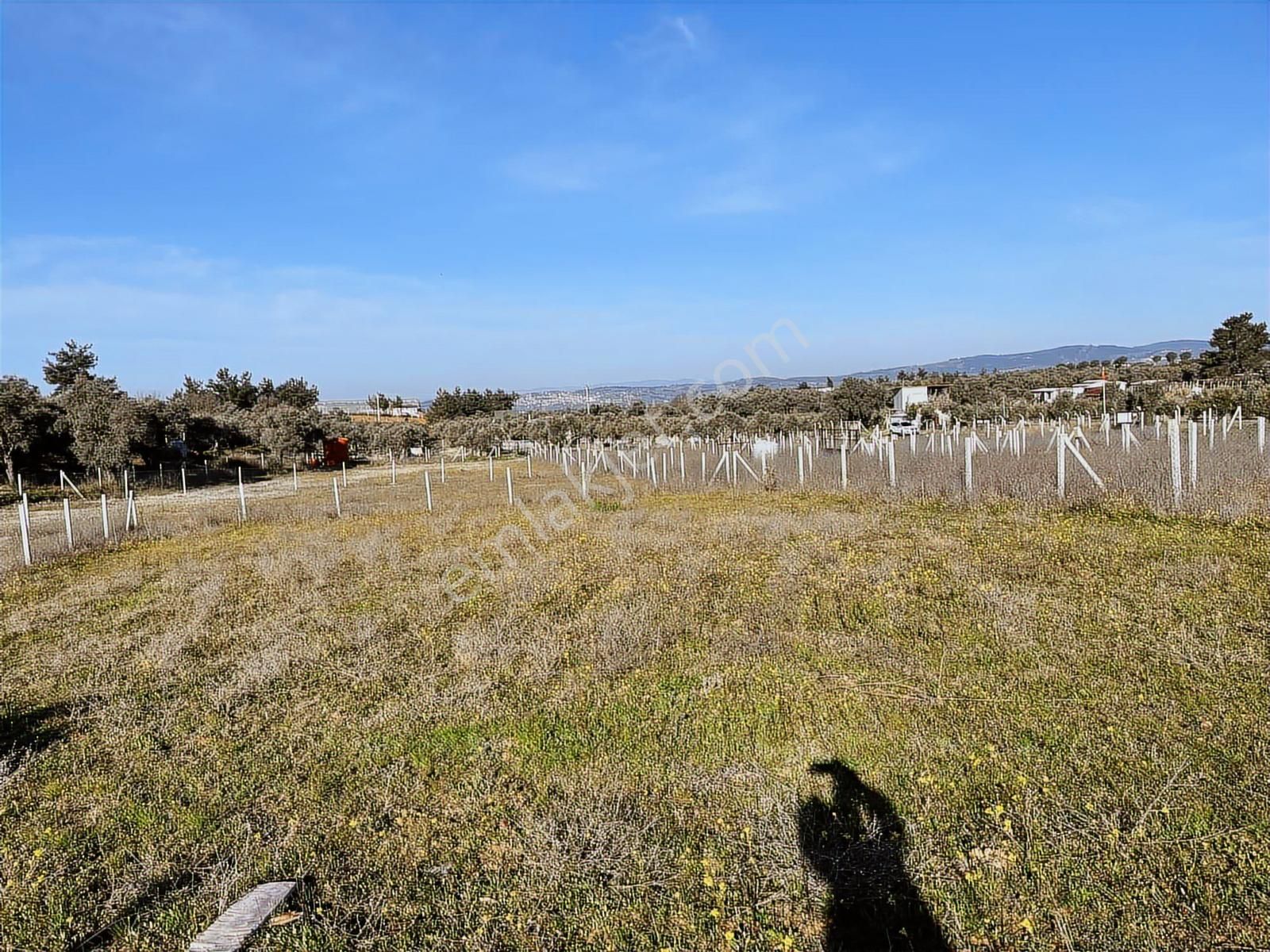 Torbalı Ormanköy De Yolu Suyu Elektriği Olan 896 M2 Zeytinlik - Görsel 34