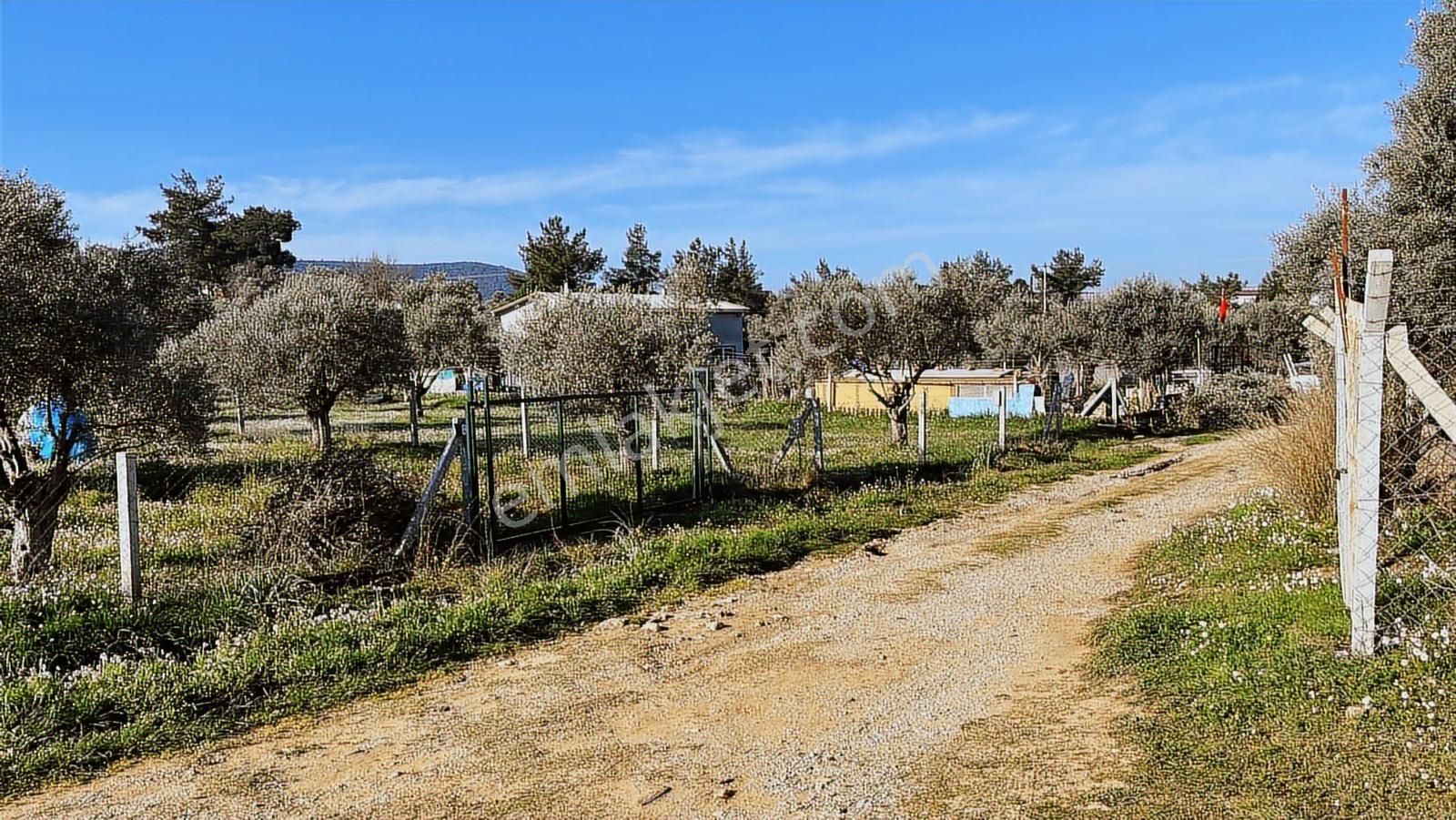 Torbalı Ormanköy De Yolu Suyu Elektriği Olan 896 M2 Zeytinlik - Görsel 15