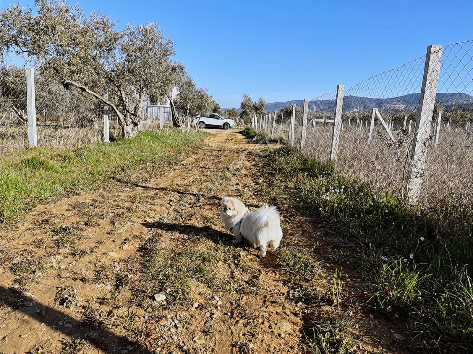 Torbalı Ormanköy De Yolu Suyu Elektriği Olan 896 M2 Zeytinlik - Görsel 2
