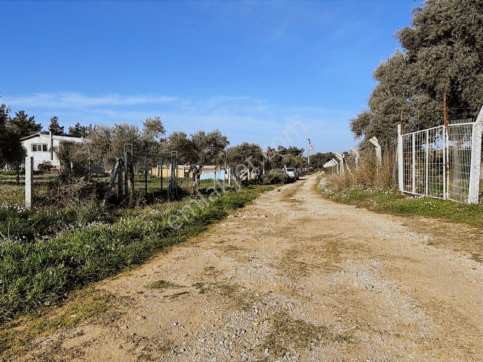 Torbalı Ormanköy De Yolu Suyu Elektriği Olan 896 M2 Zeytinlik - Görsel 35