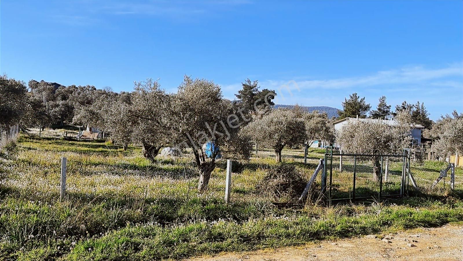 Torbalı Ormanköy De Yolu Suyu Elektriği Olan 896 M2 Zeytinlik - Görsel 16