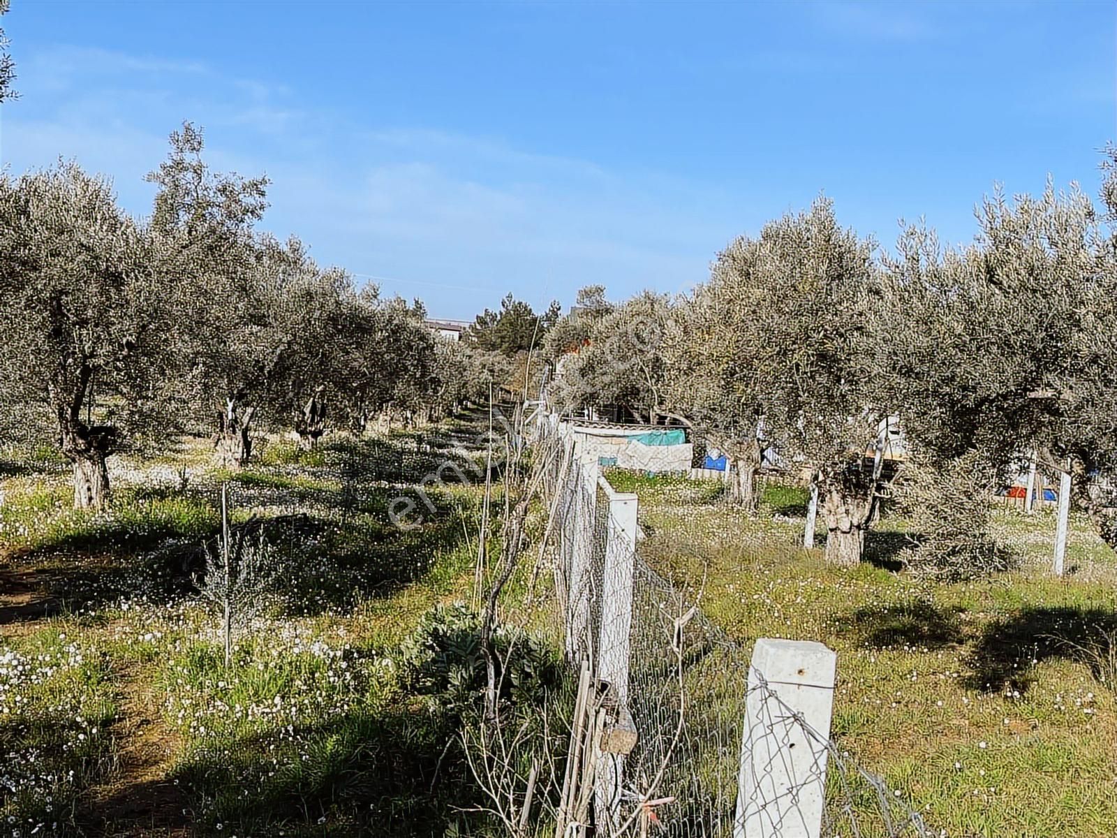 Torbalı Ormanköy De Yolu Suyu Elektriği Olan 896 M2 Zeytinlik - Görsel 13