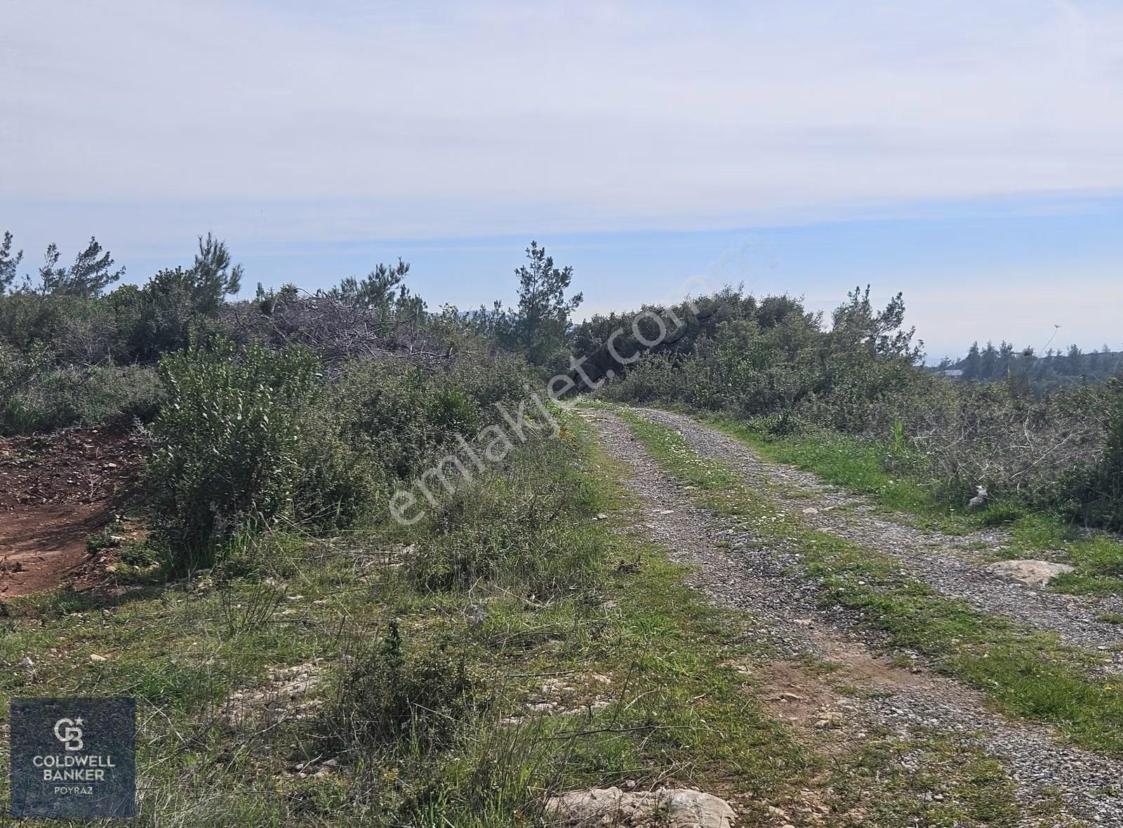 Torbalı Çapakta Satılık Tek Tapu 24.480 M2 Zeytinlik - Görsel 23