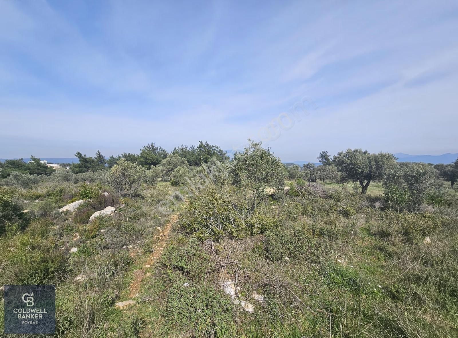 Torbalı Çapakta Satılık Tek Tapu 24.480 M2 Zeytinlik - Görsel 35