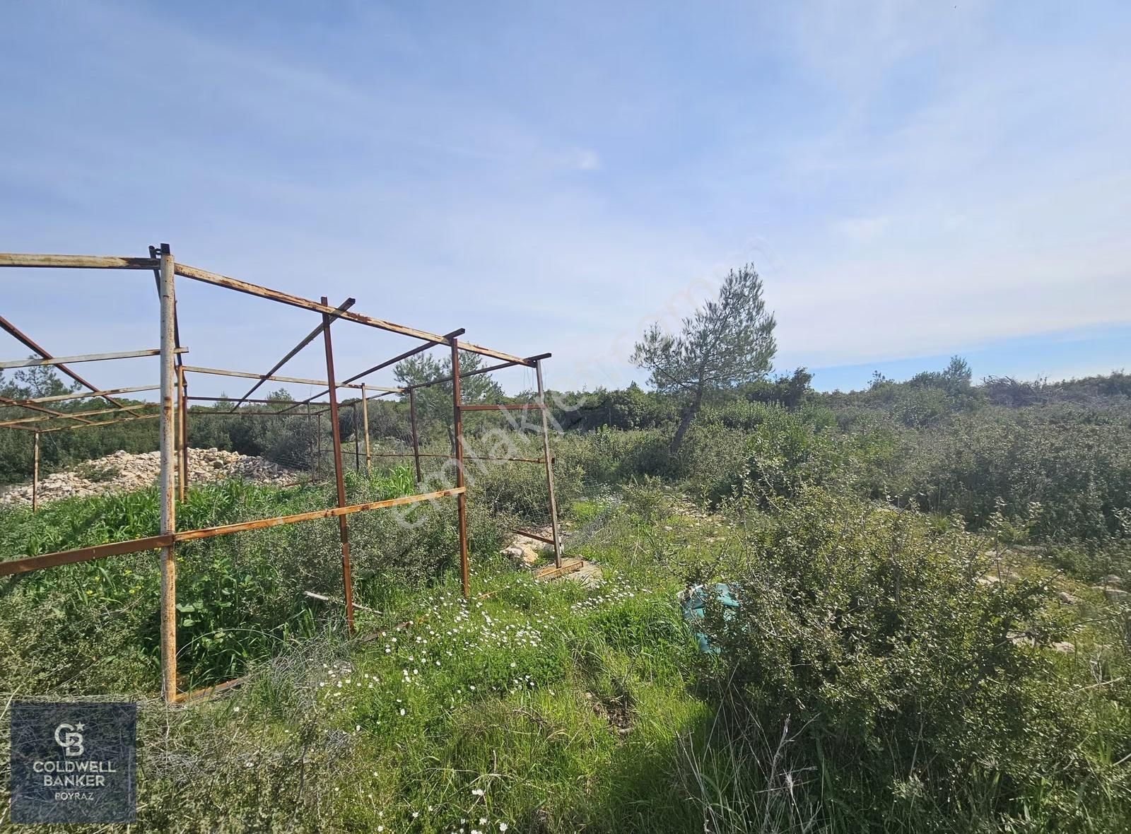Torbalı Çapakta Satılık Tek Tapu 24.480 M2 Zeytinlik - Görsel 30