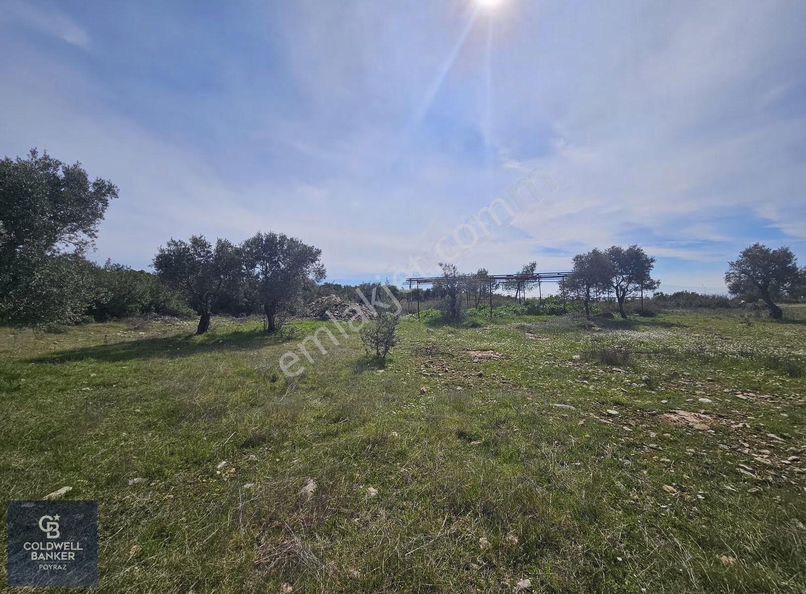 Torbalı Çapakta Satılık Tek Tapu 24.480 M2 Zeytinlik - Görsel 14