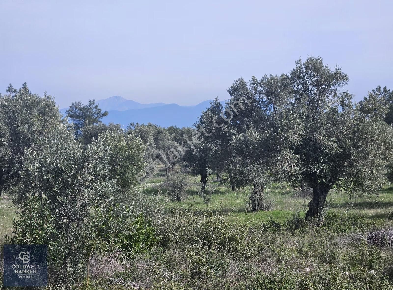 Torbalı Çapakta Satılık Tek Tapu 24.480 M2 Zeytinlik - Görsel 34
