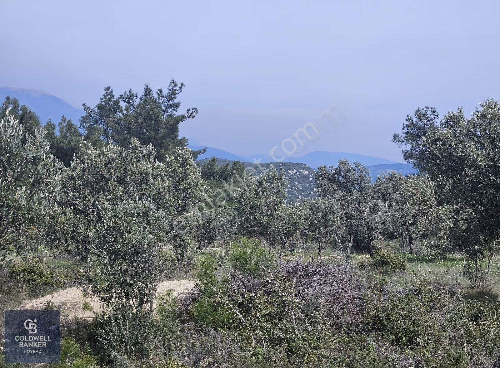 Torbalı Çapakta Satılık Tek Tapu 24.480 M2 Zeytinlik - Görsel 5