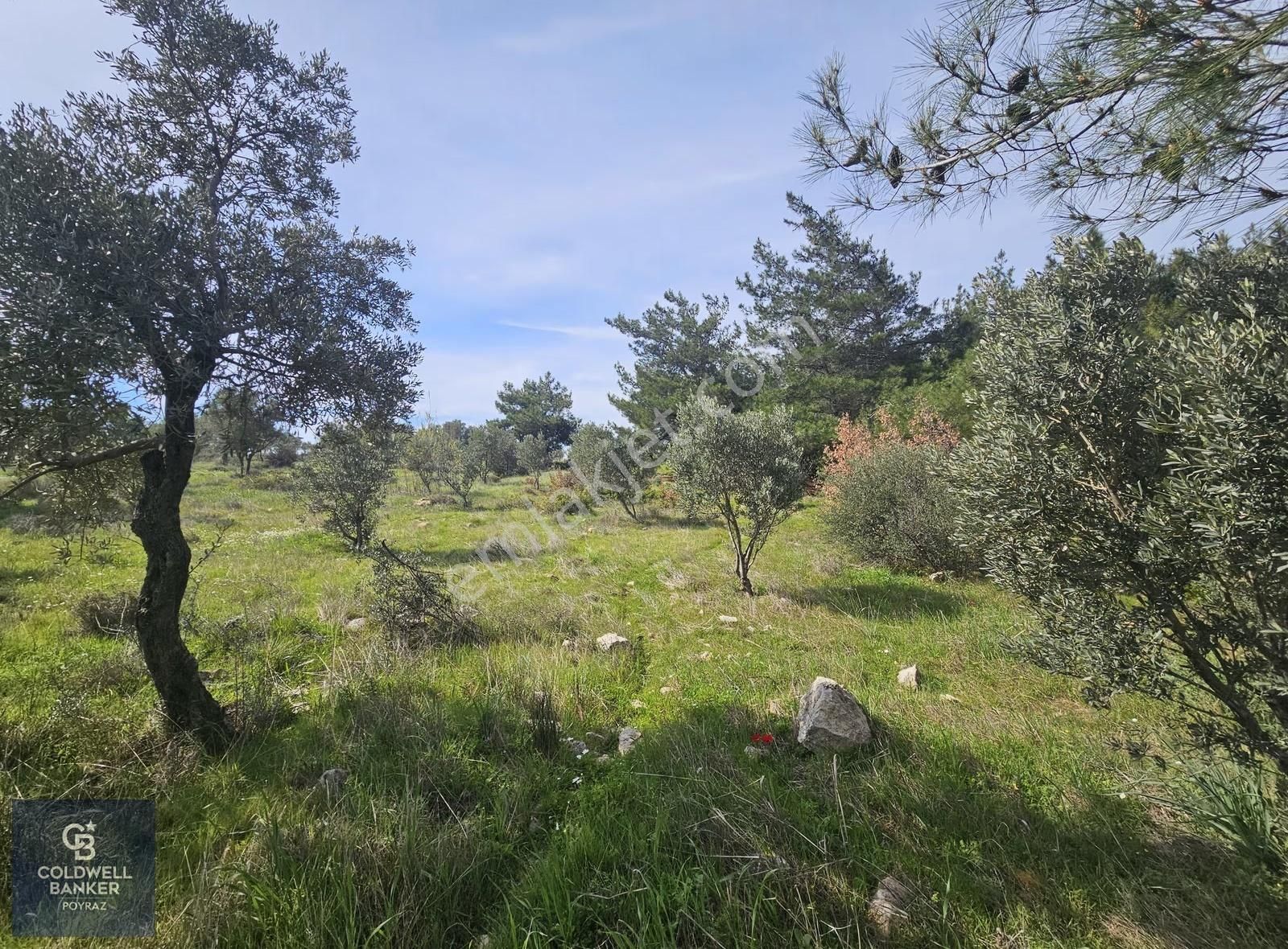 Torbalı Çapakta Satılık Tek Tapu 24.480 M2 Zeytinlik - Görsel 11